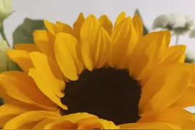 考研英语单词背诵分享图片