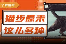 为啥有的猫咪走路会顺拐？有的是外八？图片