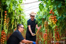 栽培番茄、辣椒和茄子，怎样才能结果累累，这几个小窍门很管用图片