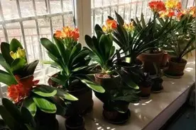5种“流氓花”，耐寒又漂亮，北方花园别种它，养过的都后悔了图片