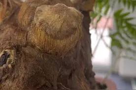 二级保护植物，“金毛狗蕨”，观赏性很高，据说广西遍地都是图片