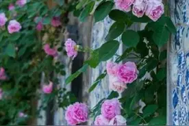 贵州大妈在露台上养了3种花，花色艳香味浓，一开就是“花瀑布”图片