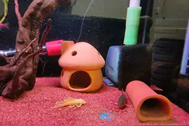 鱼缸水泵吸鱼怎么办图片