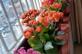 你家的长寿花叶子是不是出现了边缘烧焦干枯的情况？图片