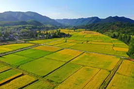 湖北粮食生产再创佳绩，实现面积、产量“双增”图片