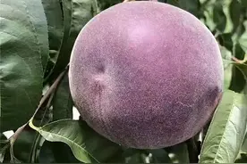 美味又营养的黑桃，值得种几株图片