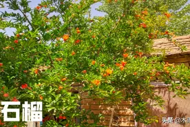 石榴树什么时候修剪？掌握5个方法，石榴树每年都结果多图片