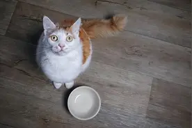 猫咪厌食不吃饭，很有可能是生病了，铲屎官要注意图片