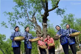 枣叶子变身“金叶子”——临县阳府井枣芽红茶产业帮扶基地建设纪实图片