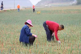 安顺：春到田舍农事忙图片