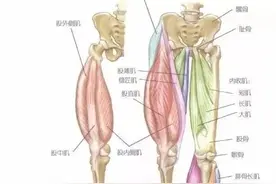 腿部肌肉组成图片
