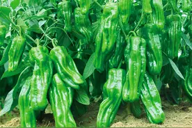 辣椒开花结果期，记住做好6件事，辣椒结满枝头图片