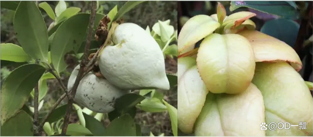 清明时节,上山扫墓的你认识几种野果?吃过哪几种?