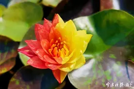 这样的睡莲你见过吗？一朵花开出红黄对称色图片