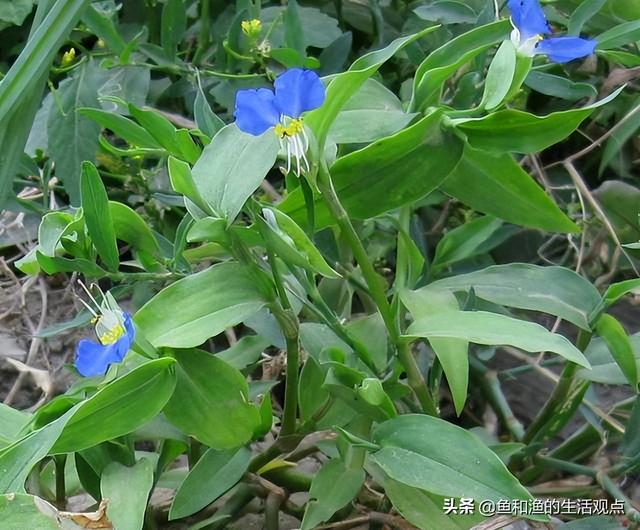 踏春必备“百草图”之三，身边那些有价值的野草，你能认识几种？