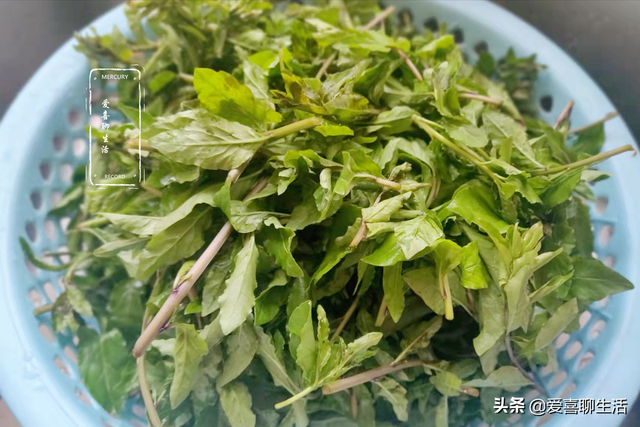 四月，吃荠菜不如吃它，鲜嫩正当季，好吃又防病，不懂吃就可惜了