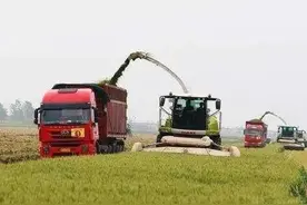 为什么都在收割青麦做青储？农民真的没办法了图片