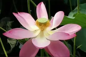 64条歇后语，能否逗你一乐图片