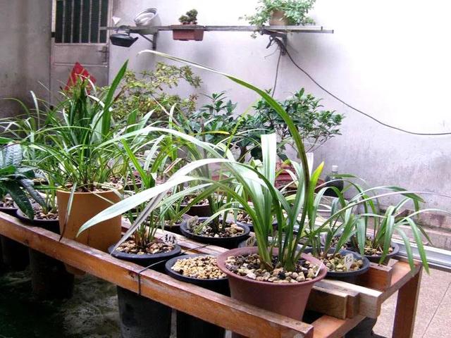 养兰自来水不能直接用，3招配制兰花喜欢“喝”的水