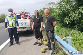 海南两男子高速路上停车，“顺手”摘椰子被罚图片