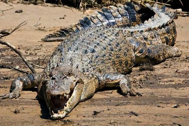 世界上最恐怖的鳄鱼「海洋5大恐怖巨兽图片」