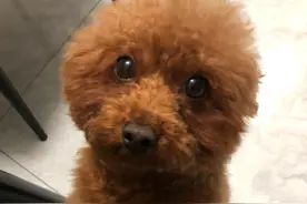泰迪得了皮肤病不要怕，咱有神奇的药图片