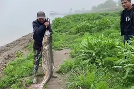 河流之王！湖北男子钓获巨型水老虎，相当于人类中的百岁老人？图片