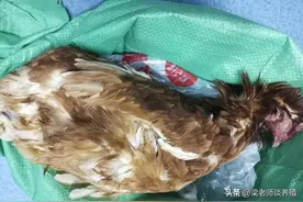 冬季养鸡气囊炎高发，怎么防治呢？图片