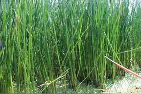 荸荠应该生吃还是熟吃？营养师提醒：若吃不对，容易感染姜片虫图片