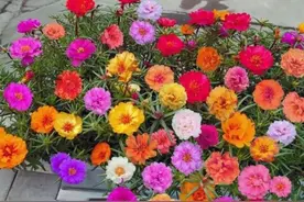 夏天养太阳花，学会4个“小技巧”，满盆都是花图片