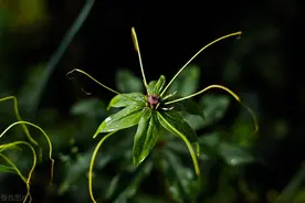 有“毒蛇克星”之称的5种植物，很多人只知道七叶一枝花，可惜了图片