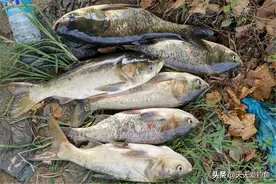 野钓鲢鳙，甭管什么钓法，原理都一样！几张图，看懂狂拉鲢鳙秘诀图片