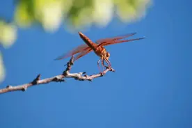 为什么蜻蜓会在空气潮湿、即将下雨时低飞？| 7月24日暴雨前观察图片