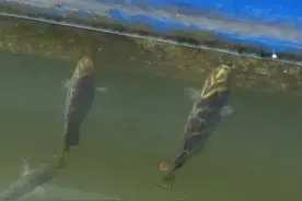 海钓金鼓鱼图片