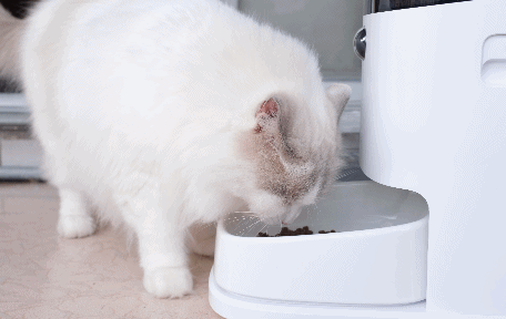 远程视频，科学投喂，宠咕咕宠物智能喂食器初体验