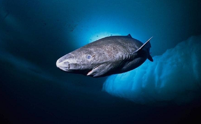 裸鼹鼠是唯一能免疫癌症的生物?科学家研究它有何用,延年益寿?