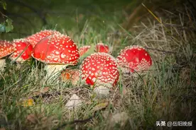 “红伞伞白杆杆”这蘑菇你敢吃吗？如何辨别野生蘑菇有毒还是没有毒？图片
