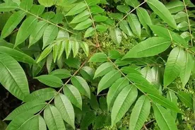 农村一种植物“野漆树”有人害怕有人喜欢，它有三大好处你知道吗图片