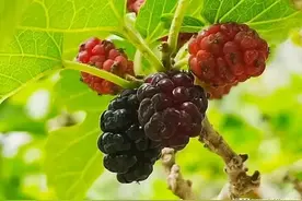 到了夏季，乡野间这8种野果成熟了，可任君采撷，你吃过几种？图片