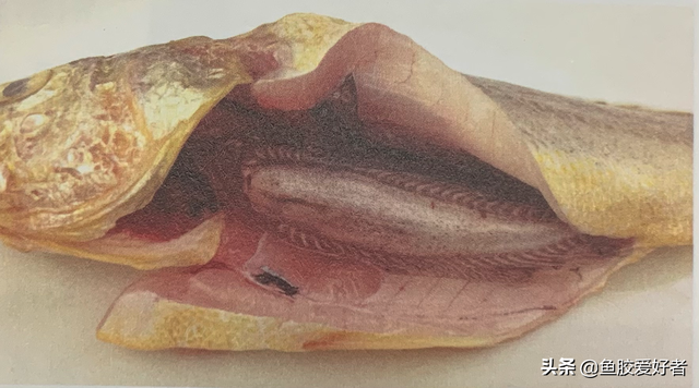 北海鱼胶和金龙胶哪种好 2025年北海鱼胶和金龙胶哪种好吃