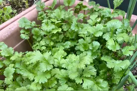 在家怎么种香菜？有“一步”很重要，发芽更快长势更旺，吃不停图片