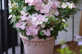 以“新娘”为名的绣球花，美丽动人，丰花勤花，易栽培，深受好评图片