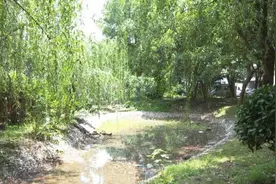 听取“蛙声一片”？居民投诉蟾蜍扰民，松江职能部门建议这样“降噪”图片