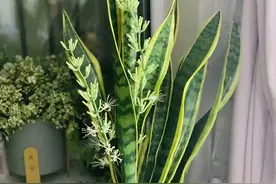 5种漂亮小盆栽，没阳光也能长，叶绿花美很好养，带来清新空气图片