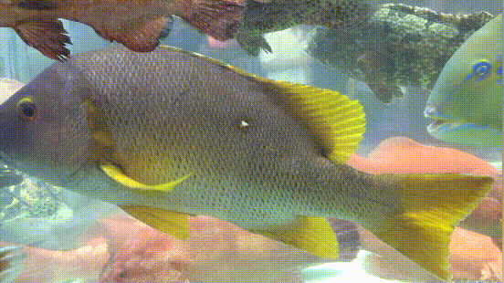 什么海鲜胶原蛋白最多 2025年海鲜含有胶原蛋白吗