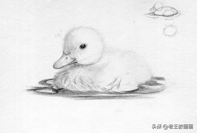 零基础素描教程，教你画一只小鸭子