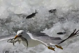 英国专家波普：海鸥是来自外星的“星际间谍”，正在监视人类图片