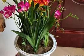 新手养香雪兰，了解掌握2个基本要点，开花多花色艳，香味真迷人图片