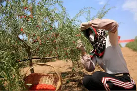 宁夏头茬枸杞迎来采摘季图片