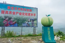 李子中的爱马仕来了！贵州镇宁蜂糖李旗舰店正式上线图片